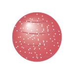 横線の入ったボール飾り（赤）