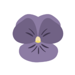 紫のパンジー
