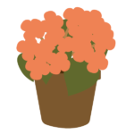 鉢植えのベコニア