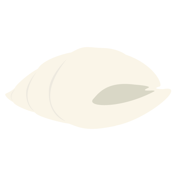 白い巻貝