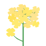 菜の花