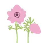 アネモネ