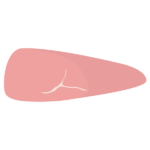 豚ヒレのブロック肉